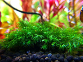 Мох Фиссиденс Фонтанус