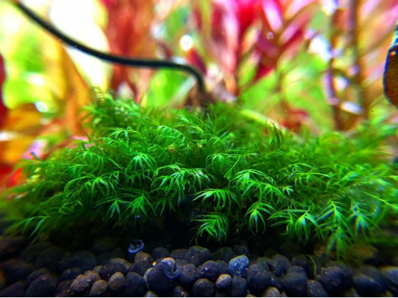 Мох Фиссиденс Фонтанус (Fissidens fontanus)