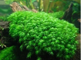 Мох Фиссиденс Фонтанус (Fissidens fontanus)