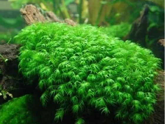 Мох Фиссиденс Фонтанус (Fissidens fontanus)