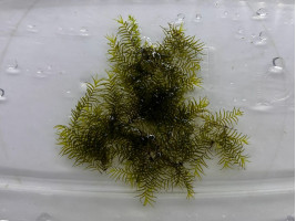 Мох Фиссиденс Фонтанус (Fissidens fontanus)