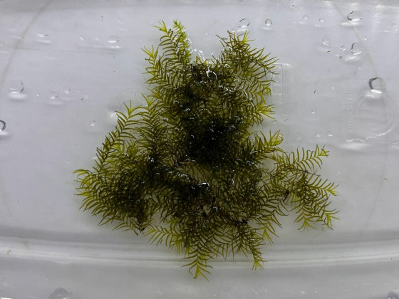 Мох Фиссиденс Фонтанус (Fissidens fontanus)