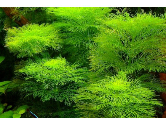 Амбулия королевская (Limnophila aquatica / Royal Ambulia)