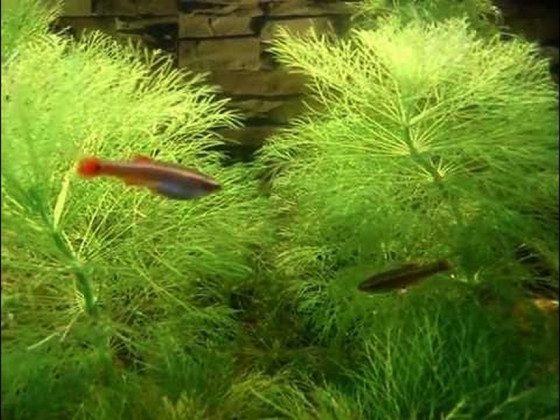 Амбулия королевская (Limnophila aquatica / Royal Ambulia)