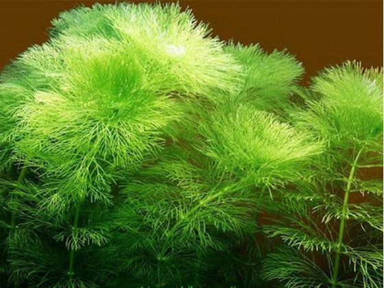 Амбулия королевская (Limnophila aquatica / Royal Ambulia)