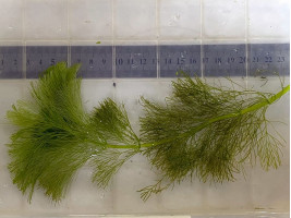 Амбулия королевская (Limnophila aquatica / Royal Ambulia)