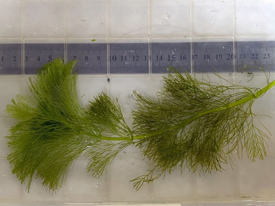 Амбулия королевская (Limnophila aquatica / Royal Ambulia)