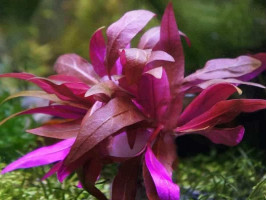 Альтернатера лиловая