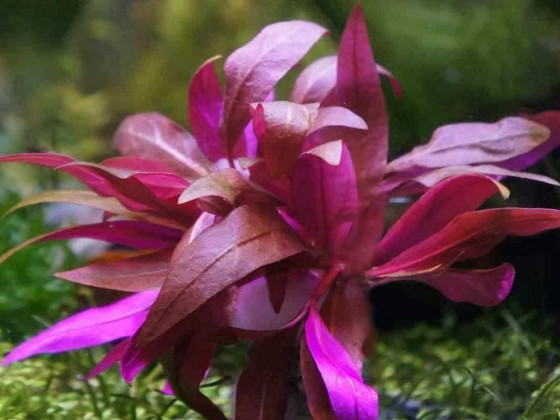 Альтернатера лиловая или альтернатера рейнека (Alternanthera reineckii Lilac)