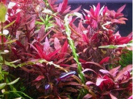 Альтернатера лиловая или альтернатера рейнека (Alternanthera reineckii Lilac)