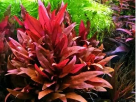 Альтернатера лиловая или альтернатера рейнека (Alternanthera reineckii Lilac)