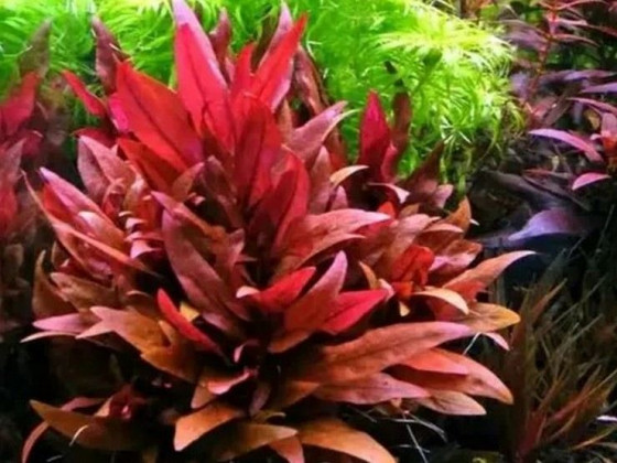 Альтернатера лиловая или альтернатера рейнека (Alternanthera reineckii Lilac)