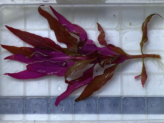 Альтернатера лиловая или альтернатера рейнека (Alternanthera reineckii Lilac)