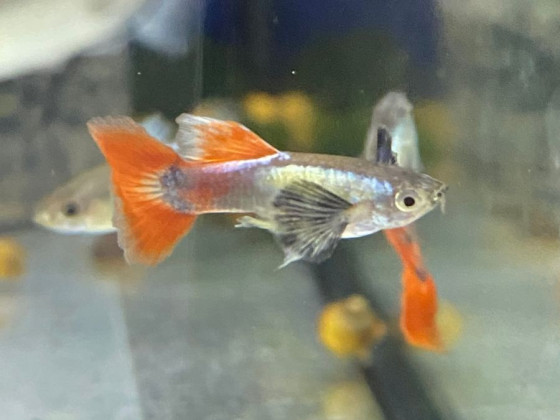 Гуппи дамбо краснохвостая (пара)