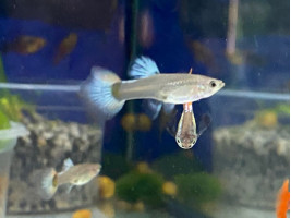 Гуппи дамбо краснохвостая (пара)