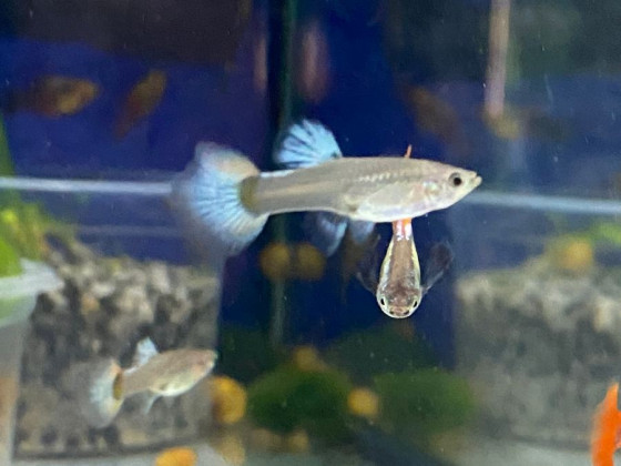 Гуппи дамбо краснохвостая (пара)