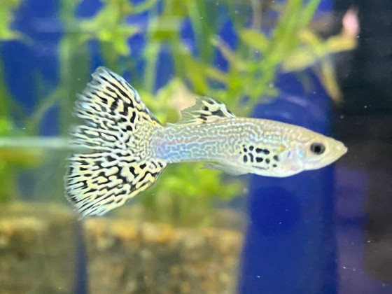 Гуппи зеленая кобра (пара)