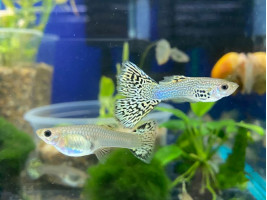 Гуппи зеленая кобра (пара)