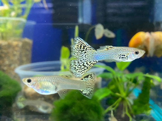 Гуппи зеленая кобра (пара)