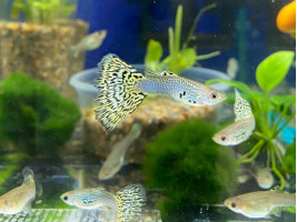 Гуппи зеленая кобра (пара)