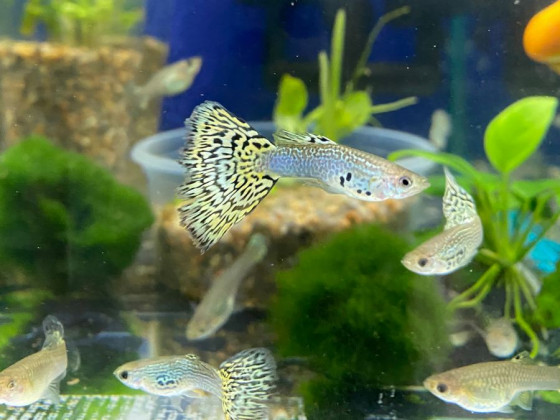 Гуппи зеленая кобра (пара)