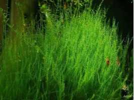 Мох стринги