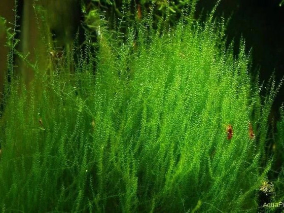 Мох стринги (Stringy Moss, Leptodictyum riparium)