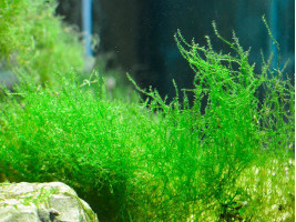 Мох стринги (Stringy Moss, Leptodictyum riparium)