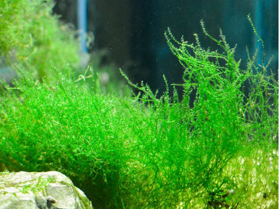 Мох стринги (Stringy Moss, Leptodictyum riparium)