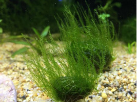 Мох стринги (Stringy Moss, Leptodictyum riparium)