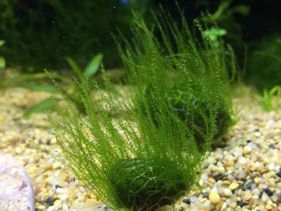 Мох стринги (Stringy Moss, Leptodictyum riparium)