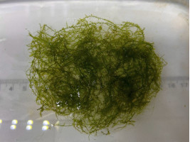 Мох стринги (Stringy Moss, Leptodictyum riparium)