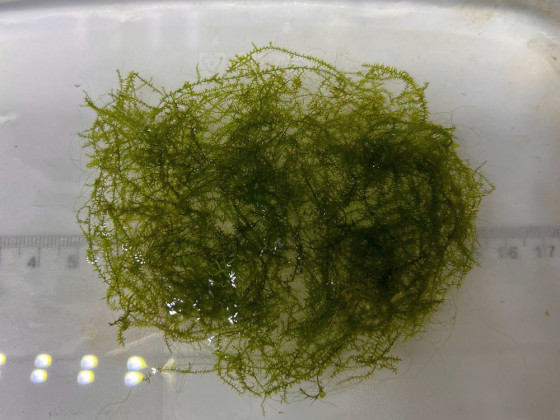 Мох стринги (Stringy Moss, Leptodictyum riparium)