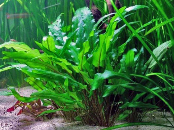 Криптокорина Вендта зеленая (Cryptocoryne wendtii green)