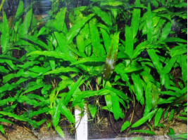Криптокорина Вендта зеленая (Cryptocoryne wendtii green)