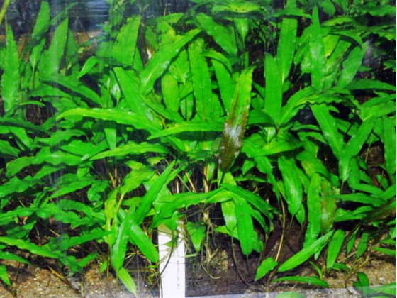 Криптокорина Вендта зеленая (Cryptocoryne wendtii green)
