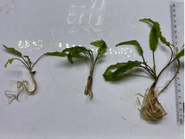 Криптокорина Вендта зеленая (Cryptocoryne wendtii green)