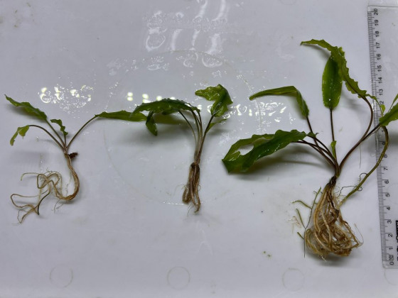 Криптокорина Вендта зеленая (Cryptocoryne wendtii green)
