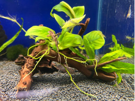 Оформленная коряжка с живыми растениями