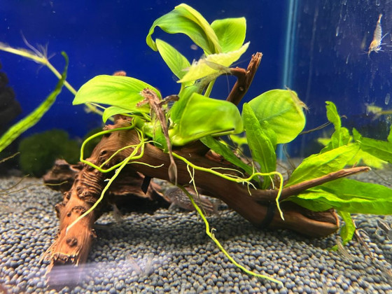 Оформленная коряжка с живыми растениями