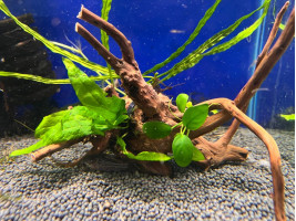 Оформленная коряжка с живыми растениями