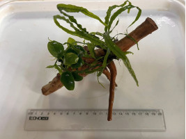 Оформленная коряжка с живыми растениями