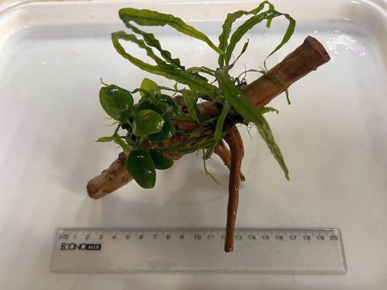 Оформленная коряжка с живыми растениями