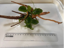 Оформленная коряжка с живыми растениями