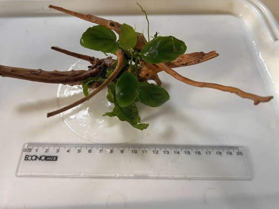 Оформленная коряжка с живыми растениями