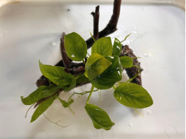 Оформленная коряжка с живыми растениями