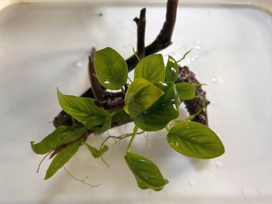 Оформленная коряжка с живыми растениями