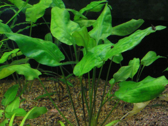 Криптокорина понтедериелистная (лат. Cryptocoryne pontederiifolia, англ. Crypt Pontederia Leaf)