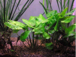 Криптокорина понтедериелистная (лат. Cryptocoryne pontederiifolia, англ. Crypt Pontederia Leaf)