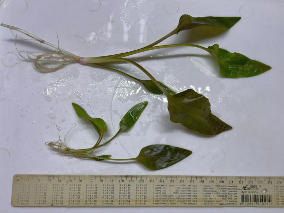 Криптокорина понтедериелистная (лат. Cryptocoryne pontederiifolia, англ. Crypt Pontederia Leaf)